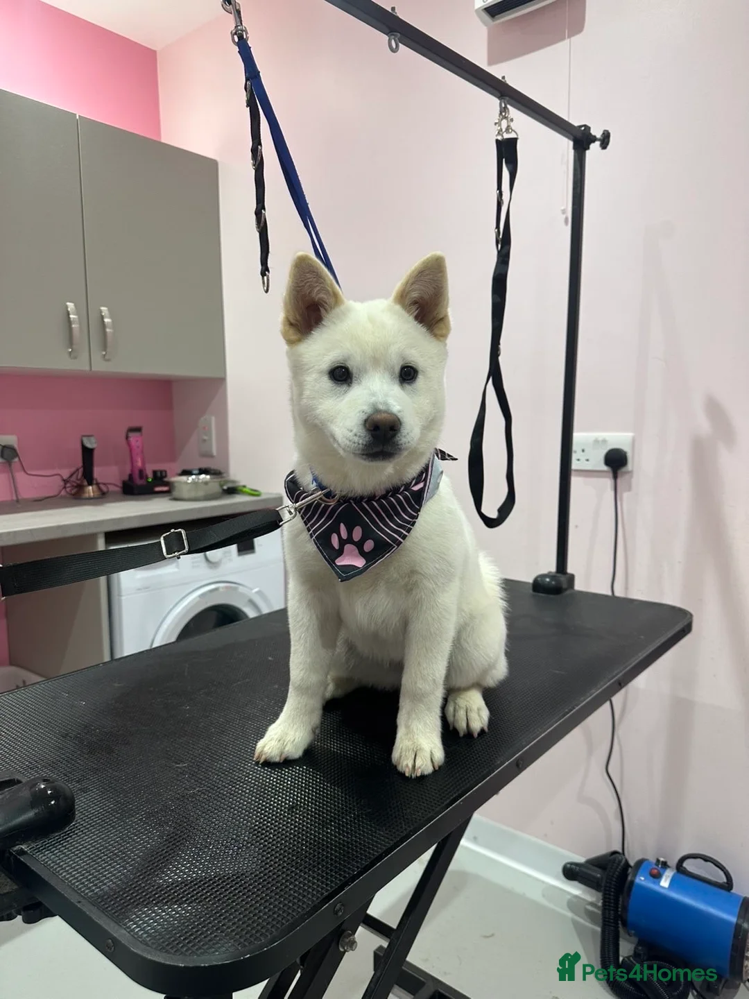 Mixed Breed dogs for sale: Dolly  in Croydon - Advert 2