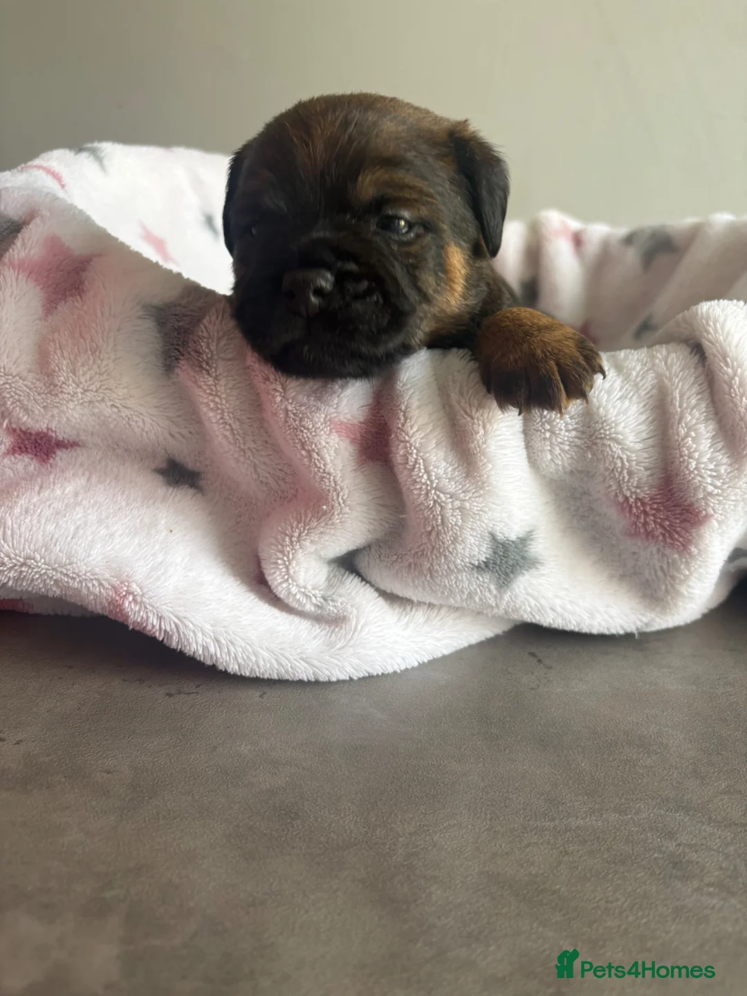 Border Terrier dogs for sale: Top class boarder terrier puppies  - Advert 10