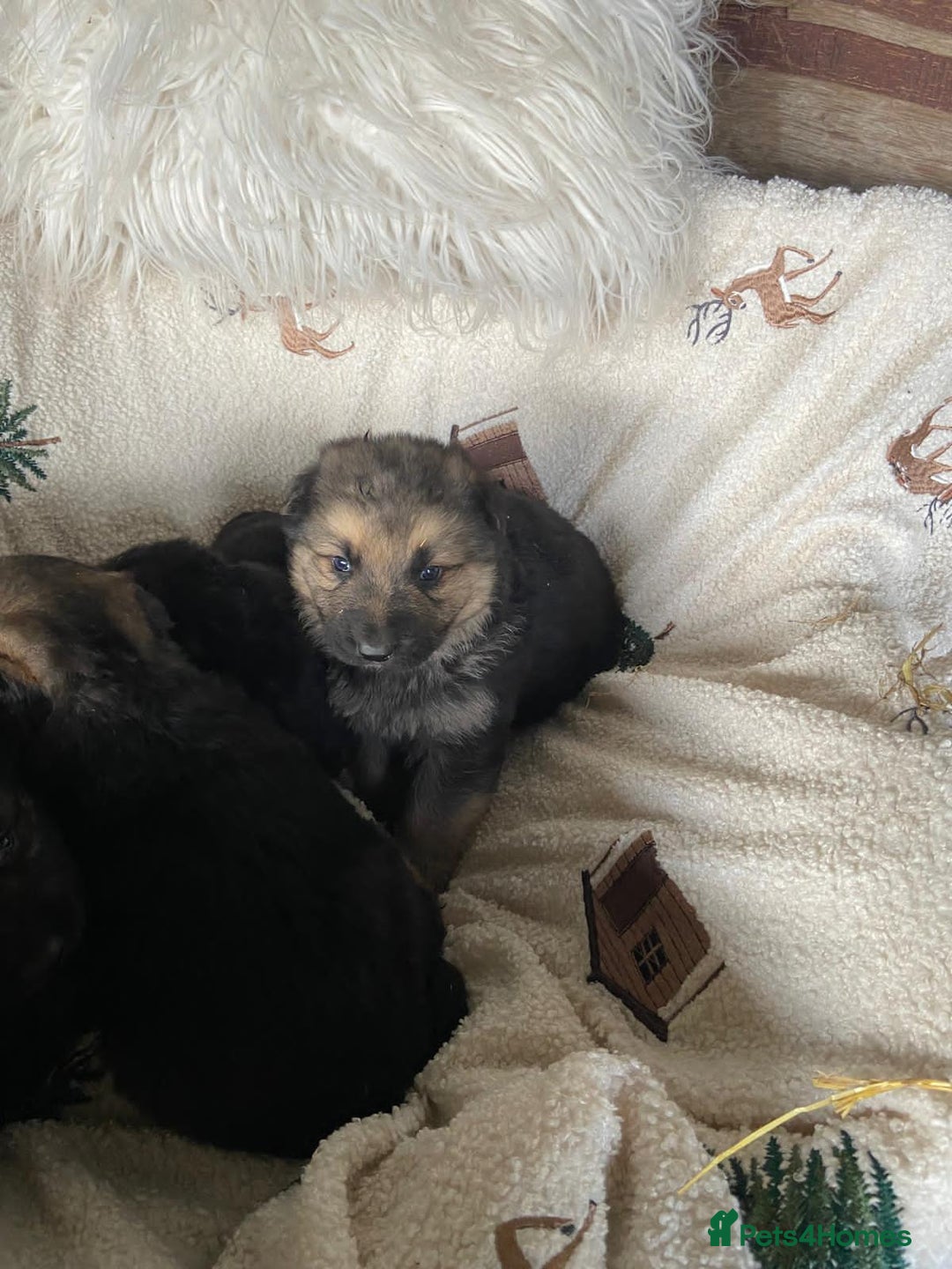 German Shepherd dogs for sale: German Shepherd Puppies - Advert 17