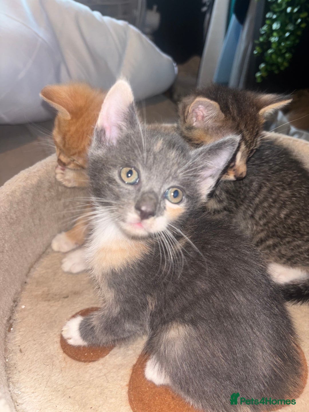 British Shorthair cats for sale: Kittens For Sale - Image 5