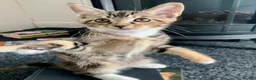 Mixed Breed cats for sale: READY TO GO !!! Mixed breed Maine Coons  in Hull - Advert 7