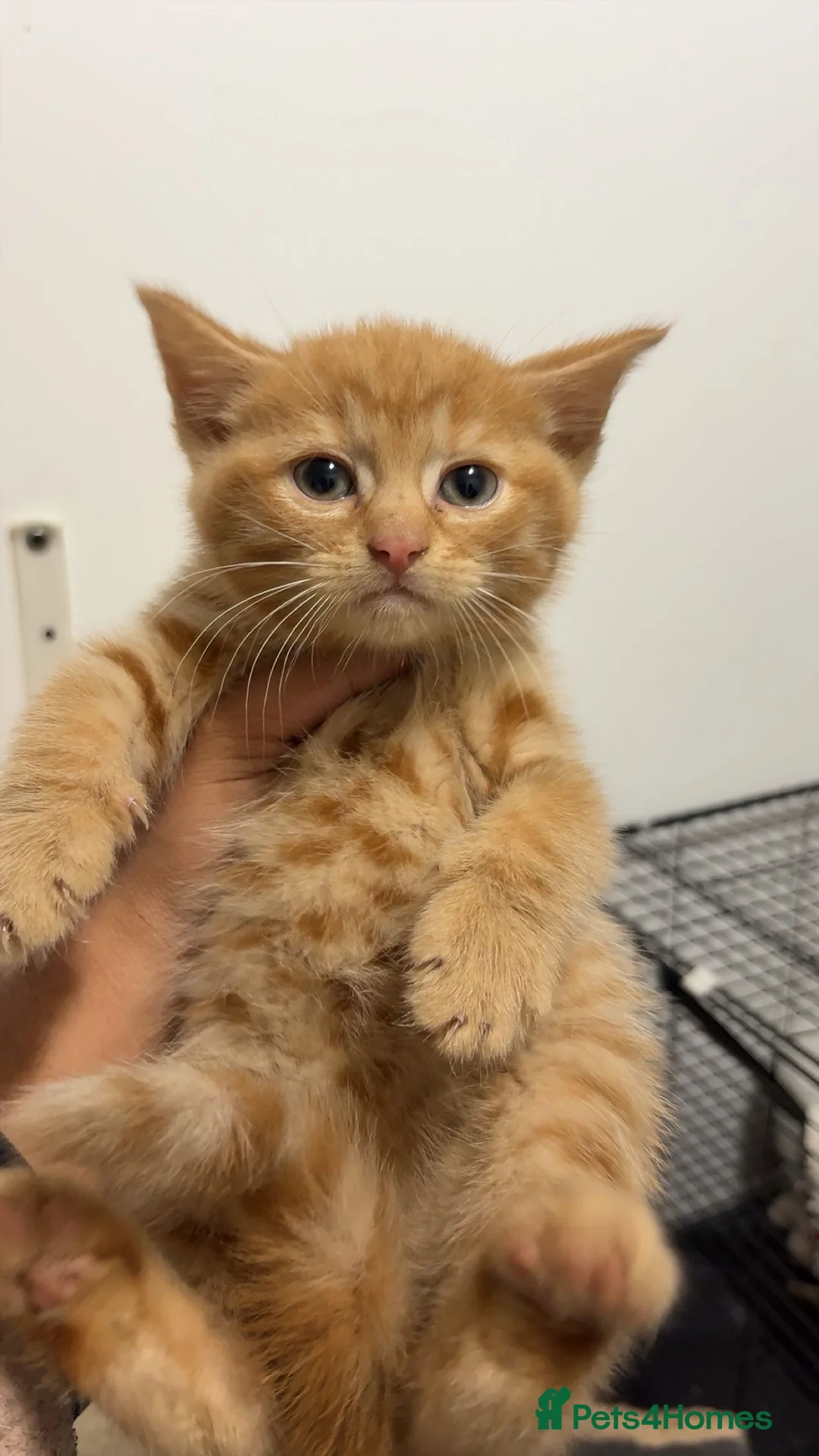 Mixed Breed cats for sale: X5 Ginger Kittens - Ready to leave! - Advert 22
