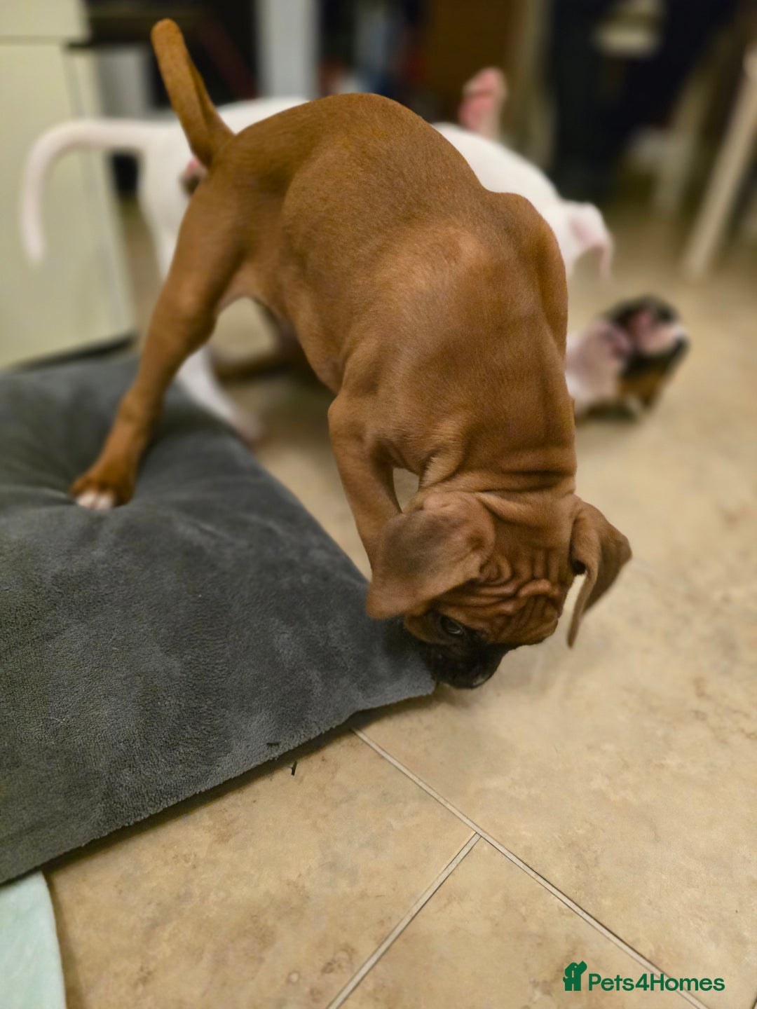 Boxer dogs for sale: Stunning male boxer puppies  - Image 17