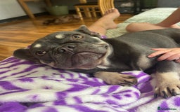 Mixed Breed dogs for sale: Re homing my dogs - Image 4