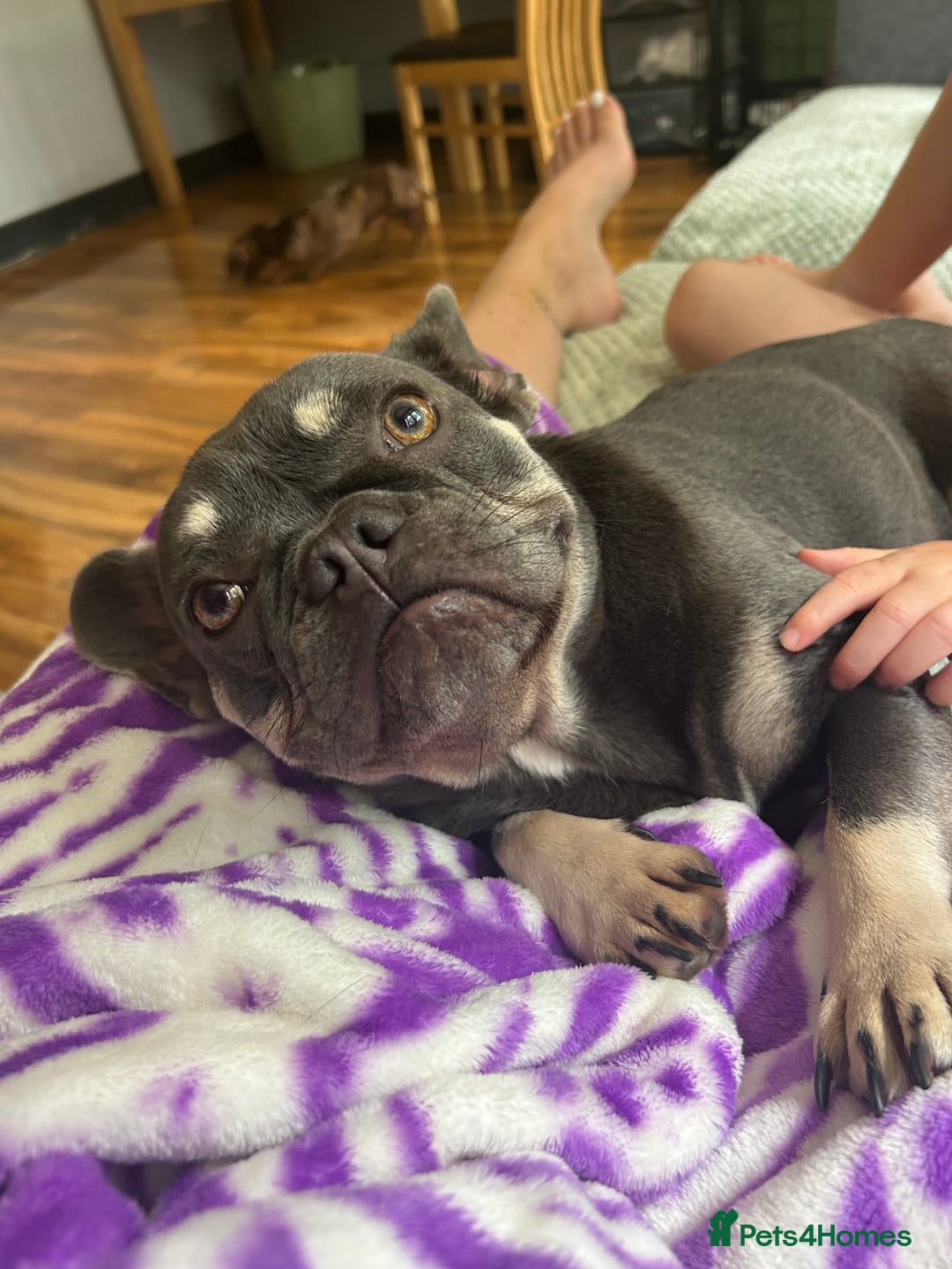 Mixed Breed dogs for sale: Re homing my dogs - Image 4