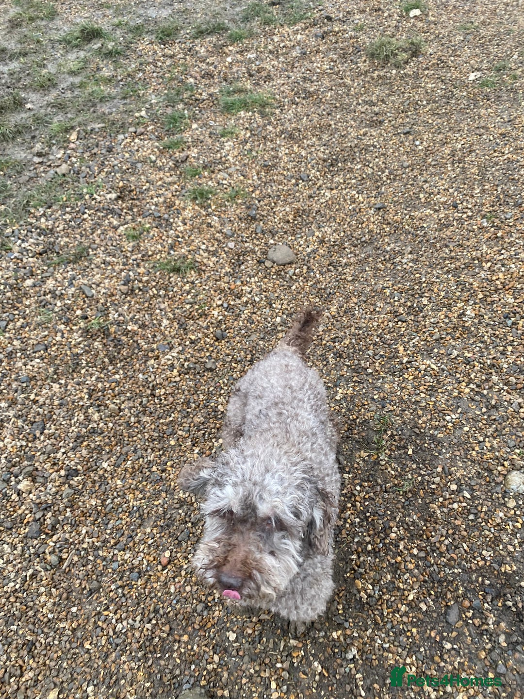 Miniature Poodle dogs for sale: Mini poodle male  - Advert 4