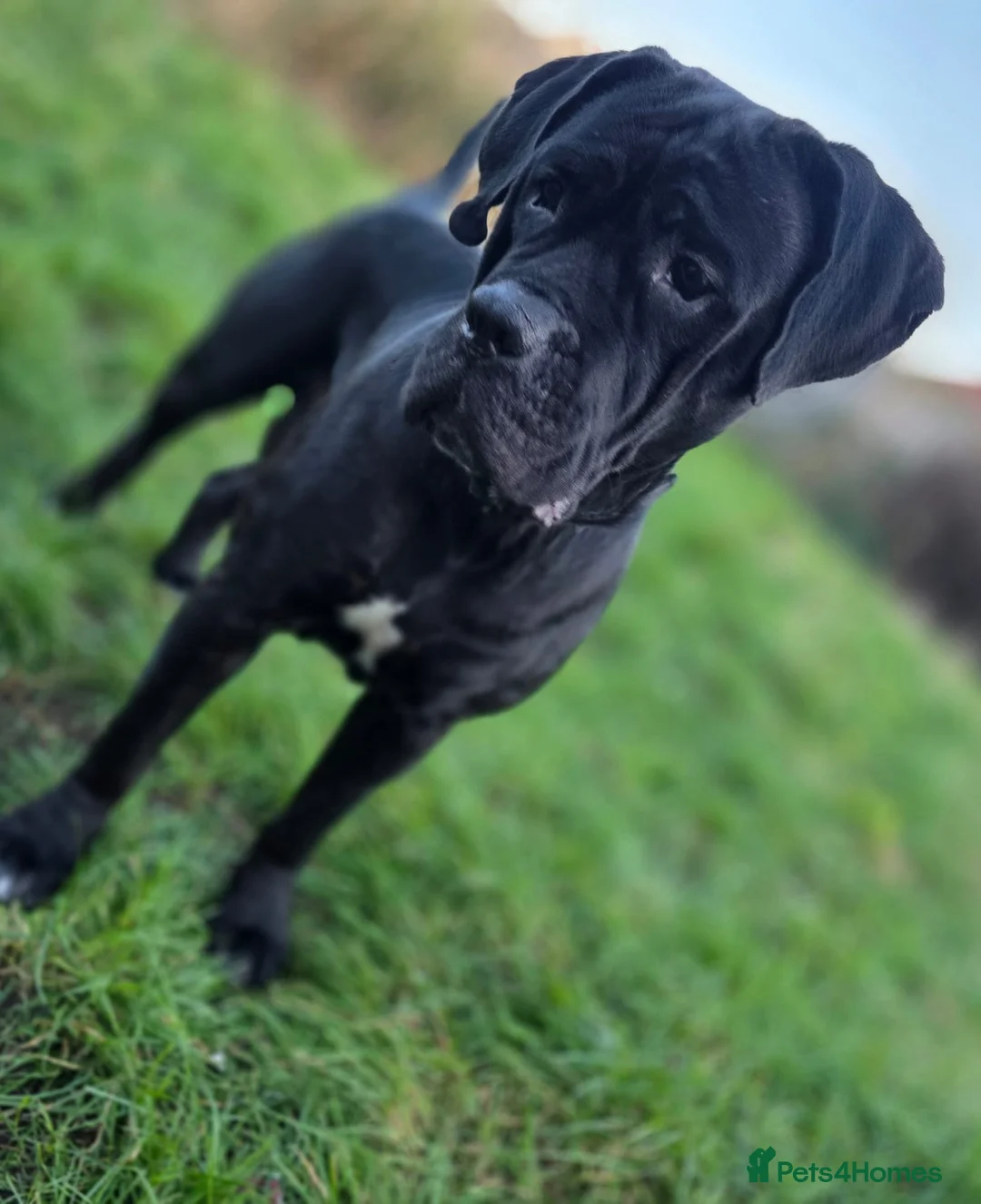 Cane Corso dogs for sale: Cane corso pups  - Advert 5