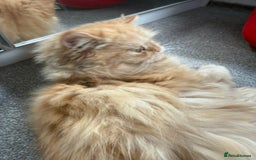Persian cats for sale: Persian  gorgeous kitten(1 girl) in London - Image 12