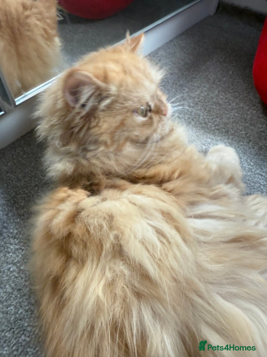 Persian cats for sale: Persian  gorgeous kitten(1 girl) in London - Image 12