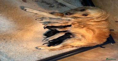 Mixed Breed dogs Golden mountain doodles  - Advert 3