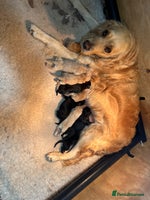 Mixed Breed dogs Golden mountain doodles - Advert 3