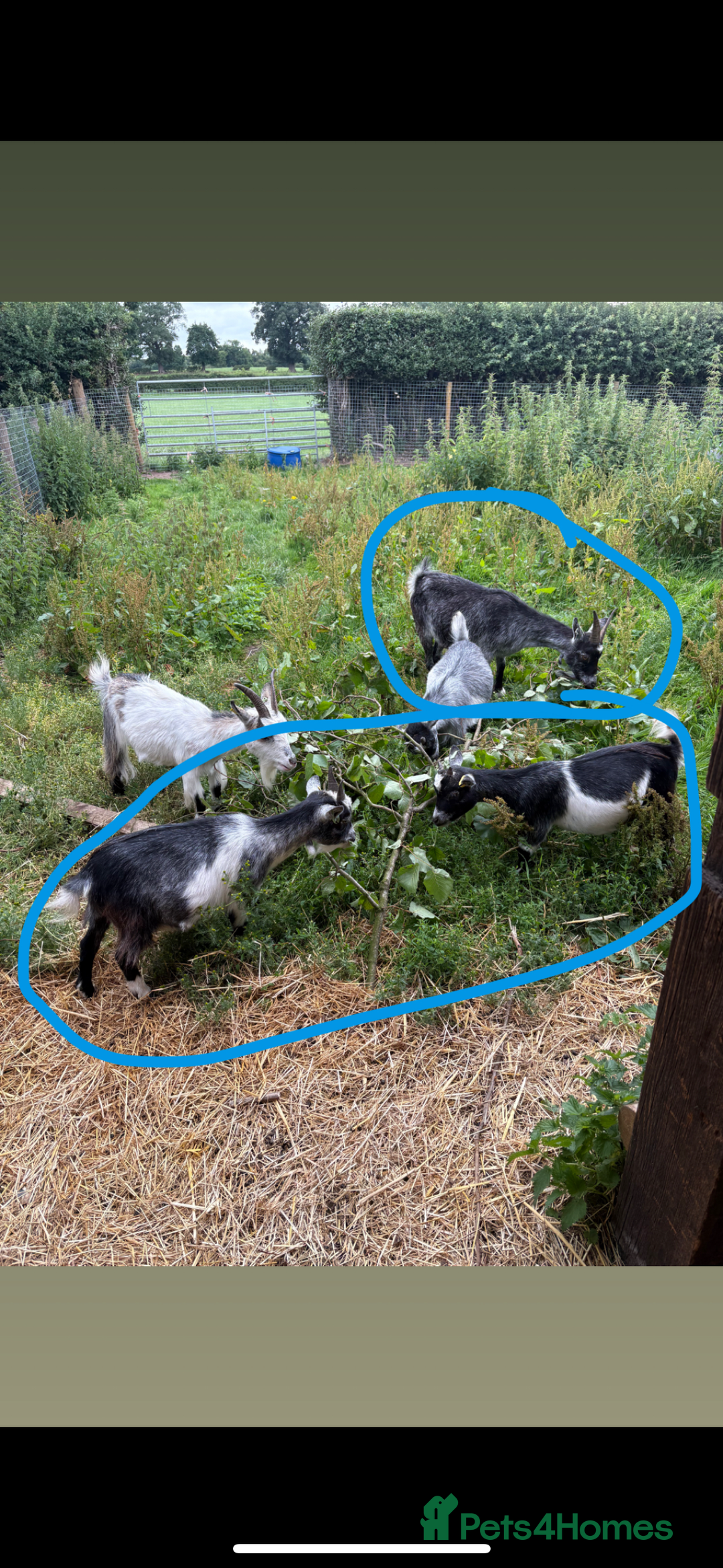 Goats livestock for sale: 5 Pygmy goats looking for new pastures. - Image 2
