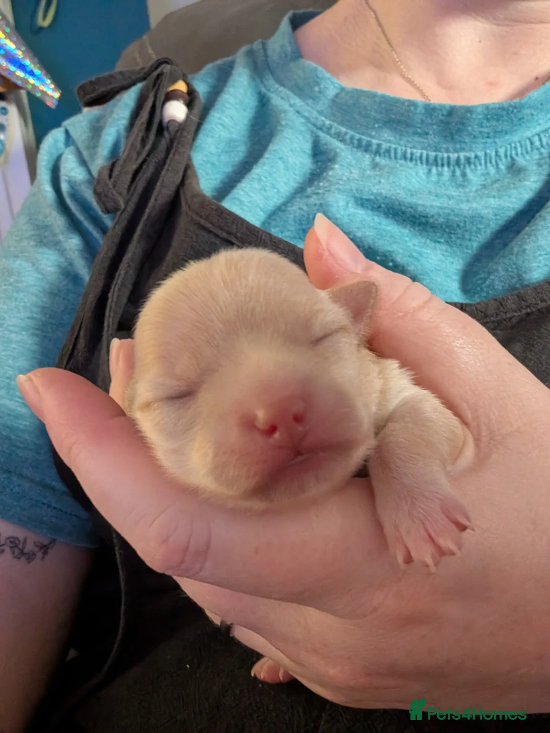 Mixed Breed dogs for sale: Gorgeous Chipin x Pomeranian female - Advert 2