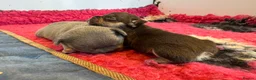 French Bulldog dogs for sale: HEALTH TESTED QUALITY FRENCH BULLDOG PUPPIES in Wallsend - Advert 15