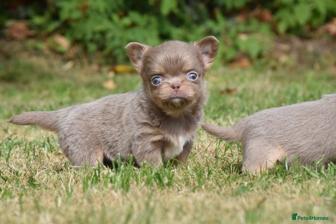 Chihuahua dogs for sale: ⭐️Gorgeous Long haired Lilac and Tan Chihuahuas ⭐️ - Image 16