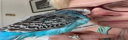 Budgerigars birds for sale: Hand Reared Exhibition Budgie - Advert 5