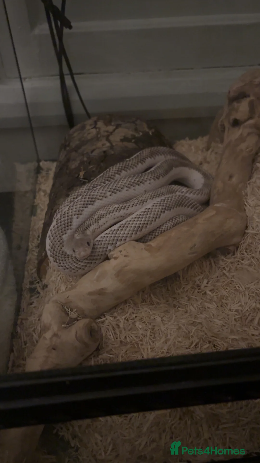 Rat Snake reptiles for sale: Rat snake for sale in Manchester - Advert 1