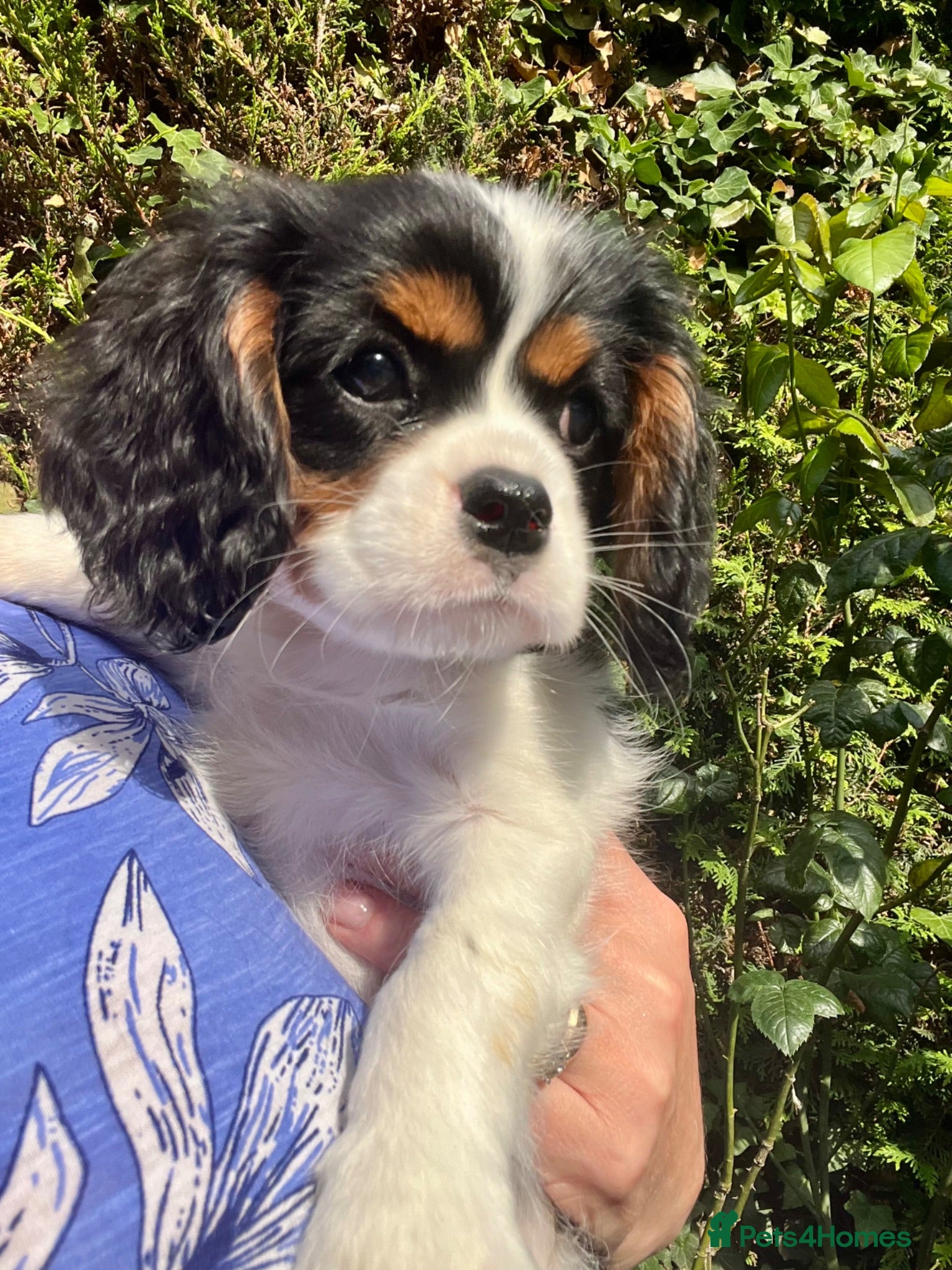 Cavalier King Charles Spaniel dogs Kc Reg, fully health tested CKCS licensed breeder - Advert 1