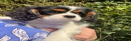 Cavalier King Charles Spaniel dogs for sale: Kc Reg, fully health tested CKCS licensed breeder - Advert 1