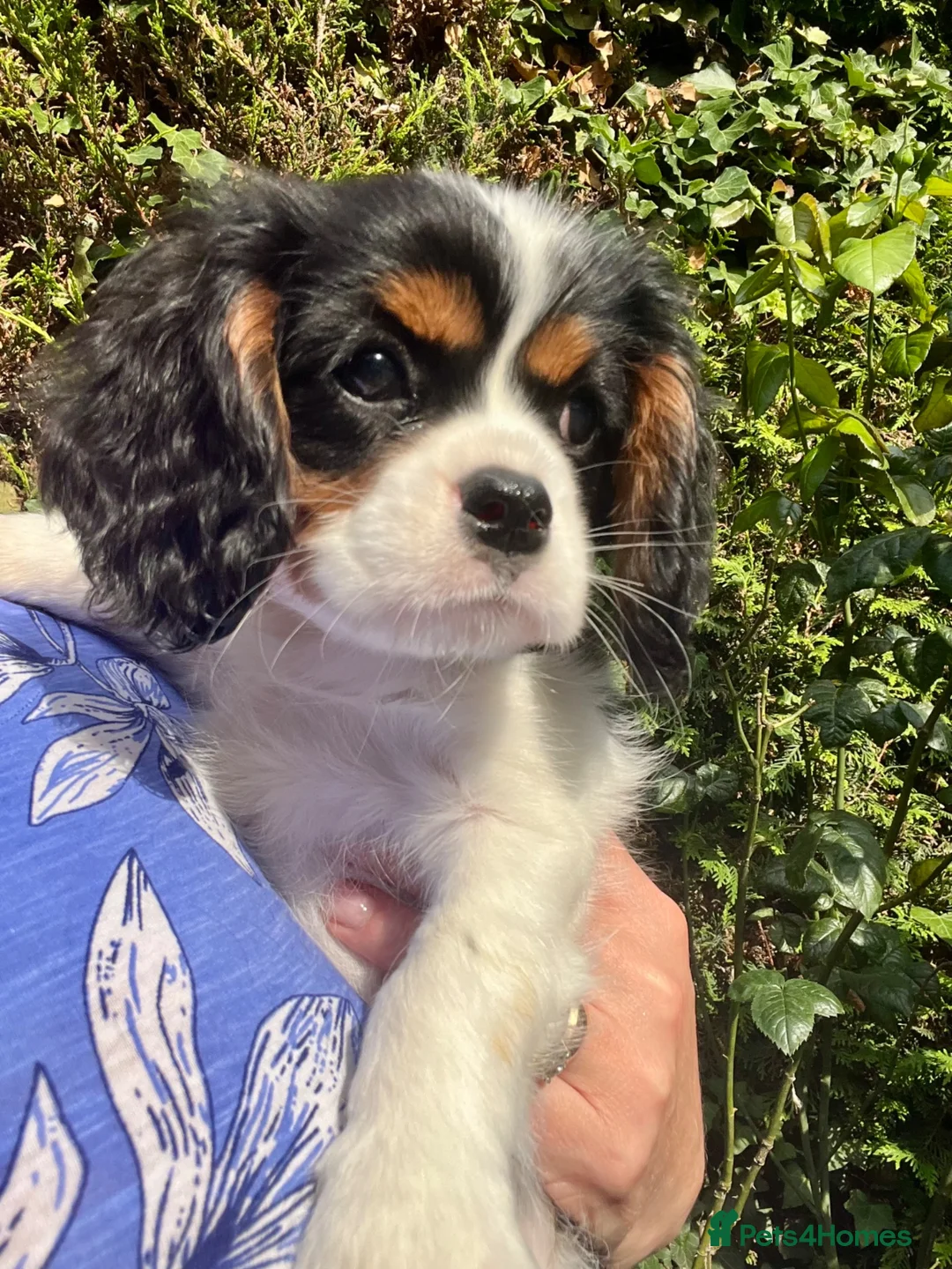 Cavalier King Charles Spaniel dogs for sale: Kc Reg, fully health tested CKCS licensed breeder - Advert 1