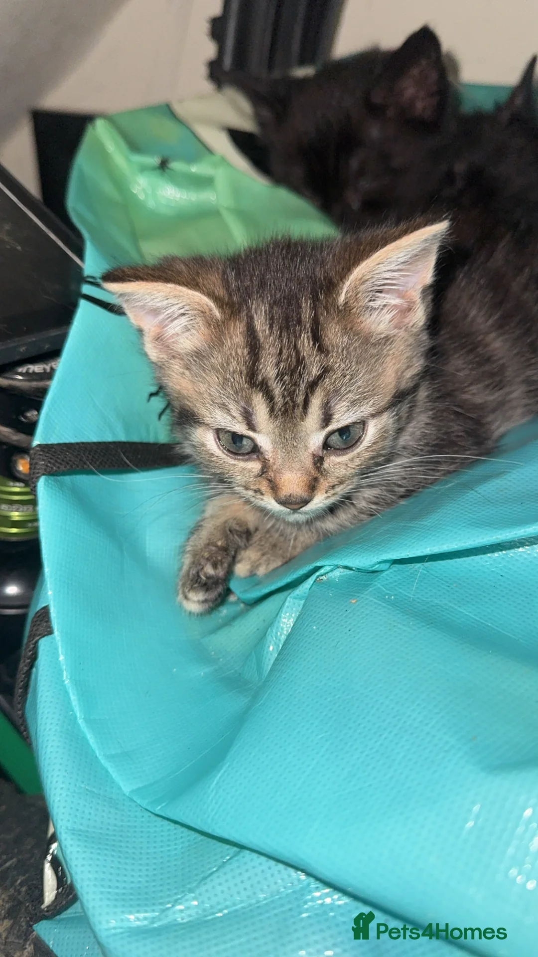 Mixed Breed cats for sale: Mixed breed kittens  - Advert 2