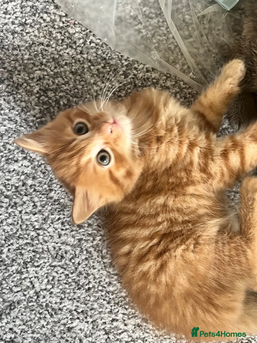 British Shorthair cats for sale: loved and happy kittens for sale - Advert 2