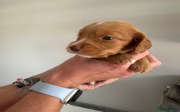 Cocker Spaniel dogs for sale: Working Cocker spaniel puppies  - Image 39