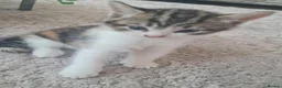 Mixed Breed cats for sale: Beautiful kitten available now - Advert 3