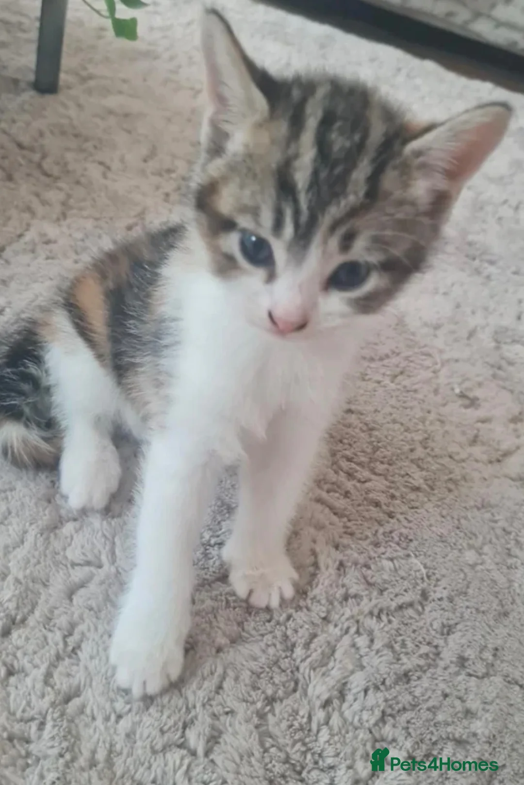Mixed Breed cats for sale: Beautiful kitten available now - Advert 3