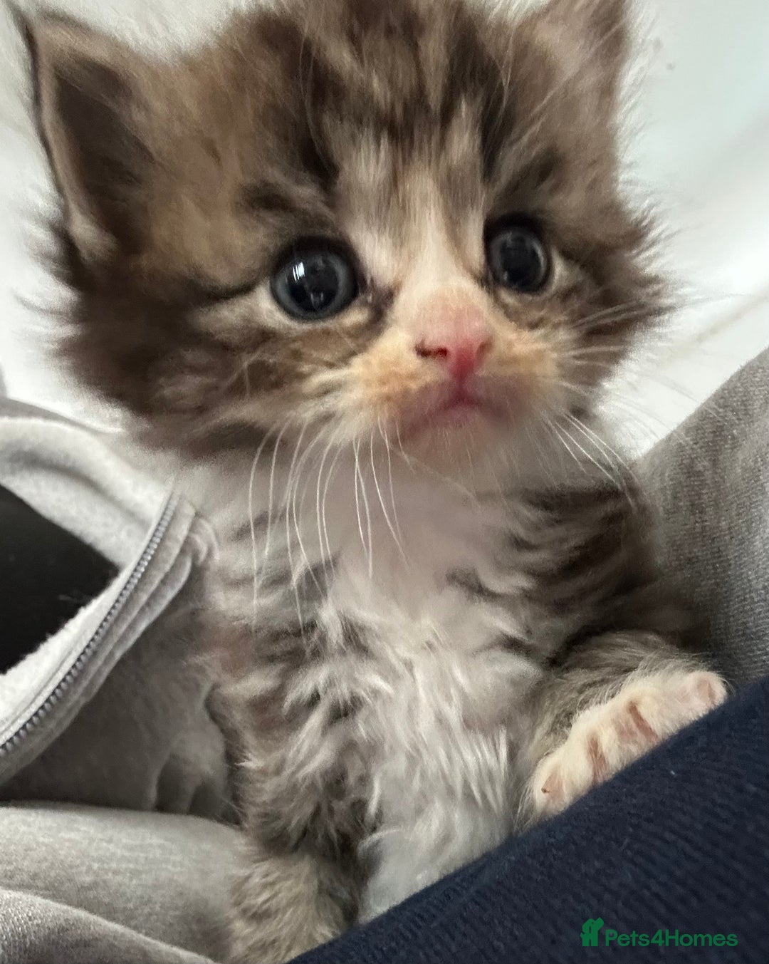 Ragdoll cats for sale: Ragdoll cross bengal - Image 1