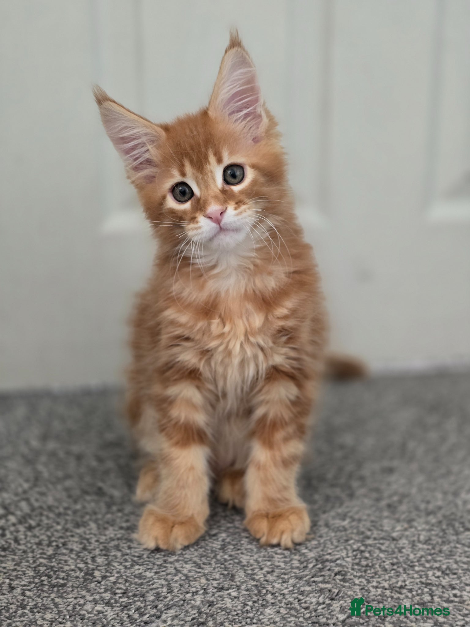 Maine Coon cats LAST BOY LEFT!!  - Advert 2