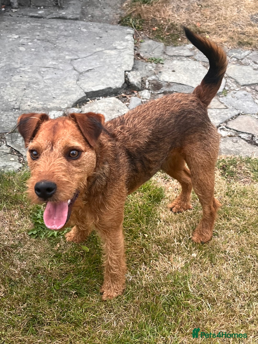 Lakeland Terrier dogs for sale: Gorgeous George  - Image 5