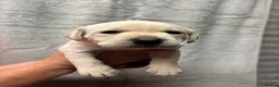 Labrador Retriever dogs for sale: KC Registered Labrador puppies - Advert 5