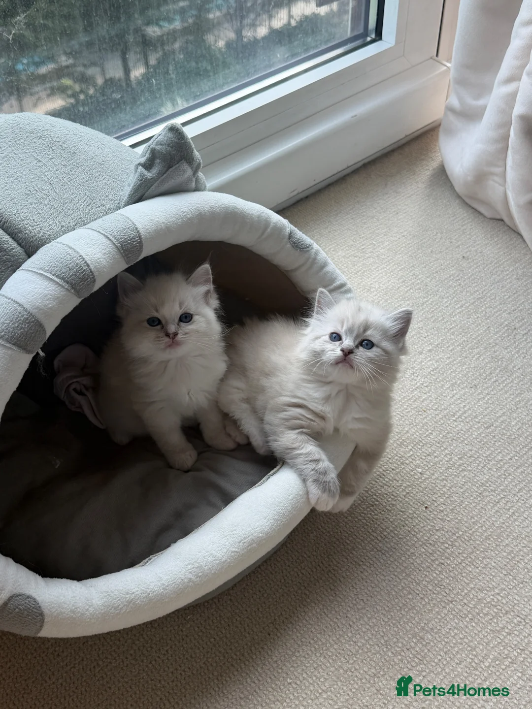 Ragdoll cats for sale: Beautiful Pure Ragdoll Kitten Joy 🩷🐱 | in London - Advert 2