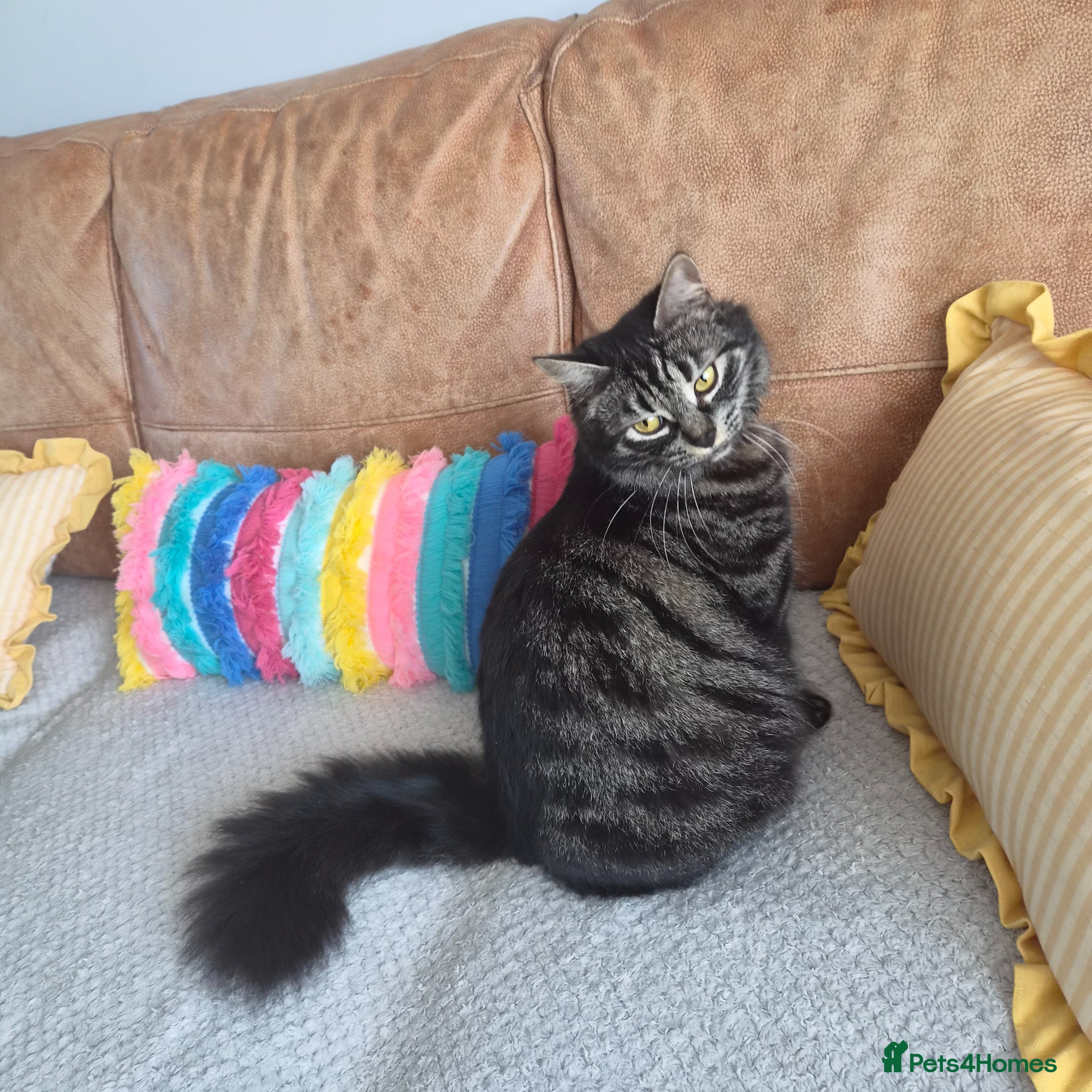 Mixed Breed cats Kittens  - Advert 11