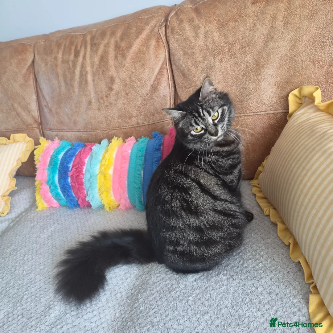 Mixed Breed cats for sale: Kittens  in Ipswich - Advert 1