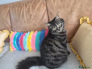 Mixed Breed cats Kittens - Advert 4