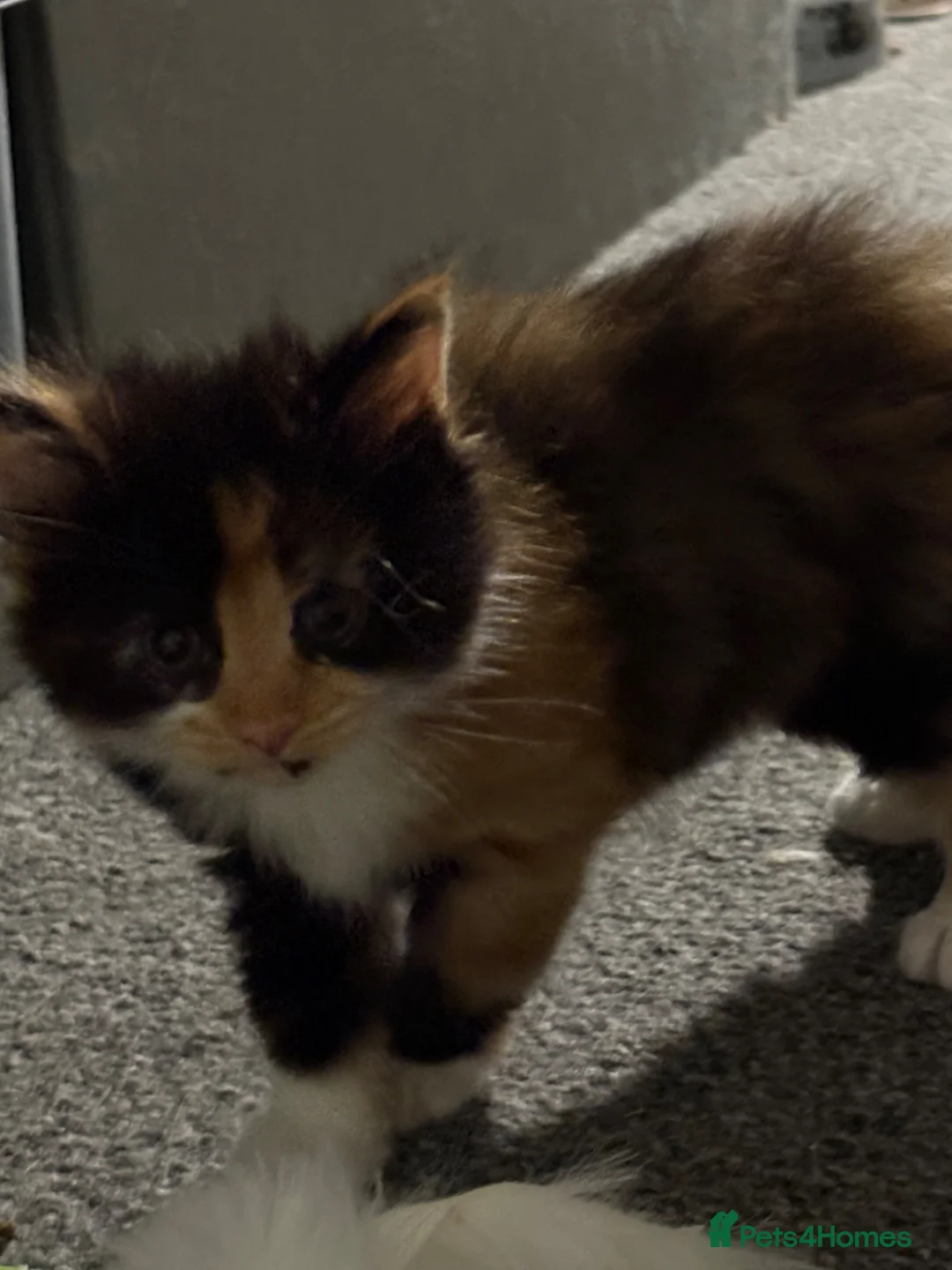 Mixed Breed cats for sale: Kitten ready now  in Derby - Advert 2