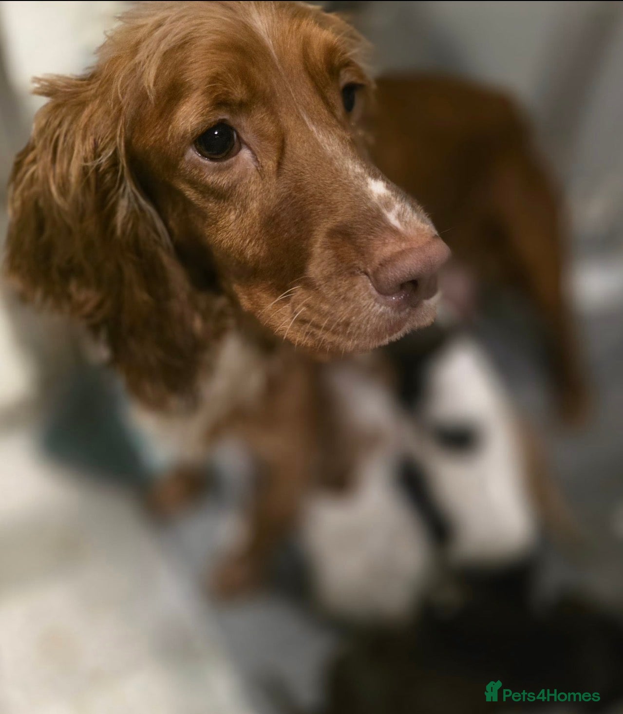 Cocker Spaniel dogs Stunning working cocker spaniel puppies  - Advert 1