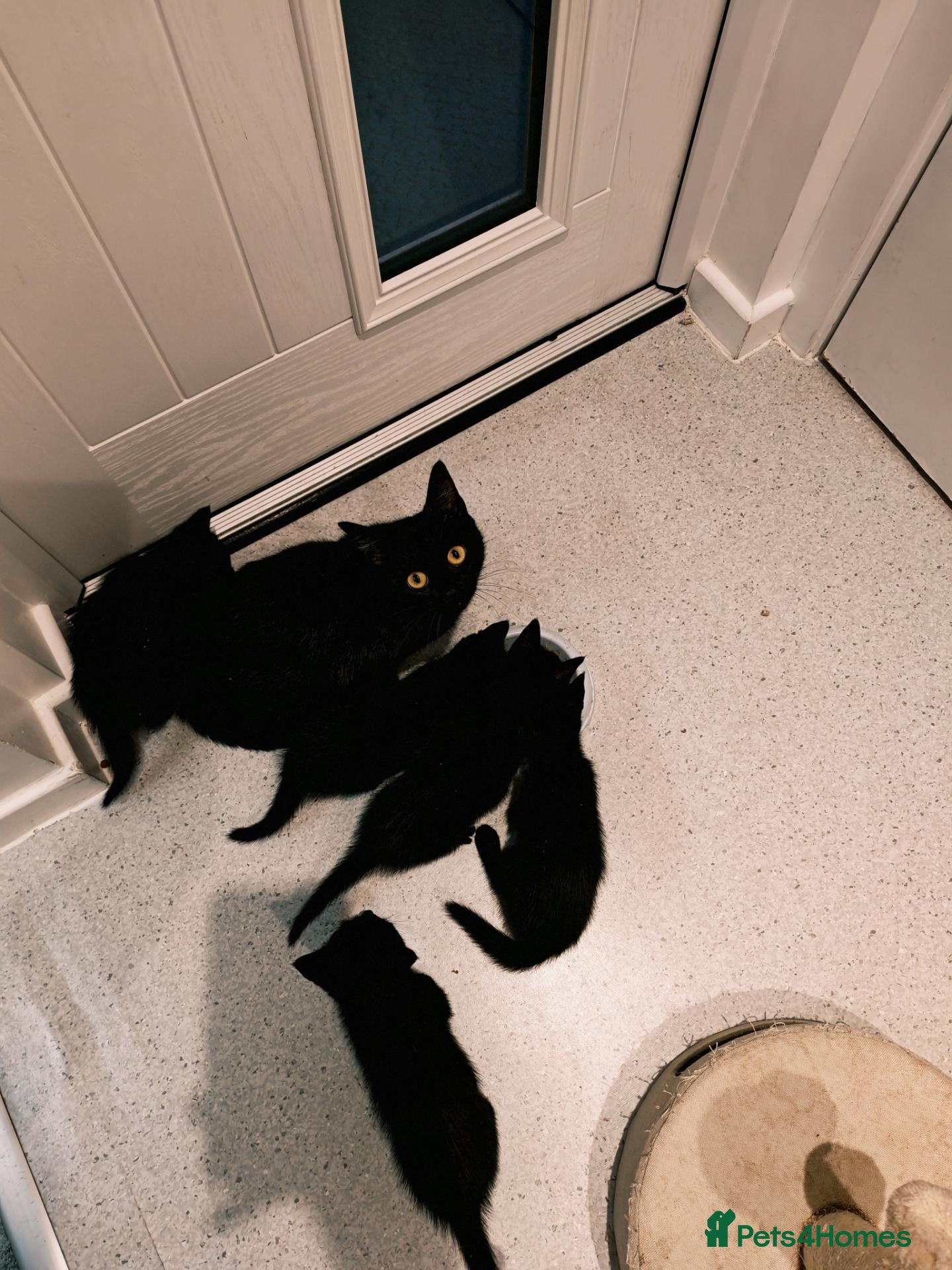 Mixed Breed cats 4 kittens ready for a new home - Advert 6