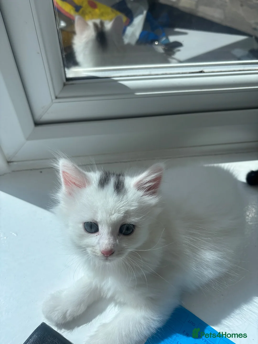 Mixed Breed cats for sale: Beautiful kittens  - Advert 9
