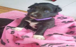 Mixed Breed dogs for sale: German Shepherd x collie - Image 6
