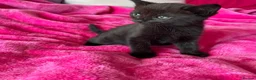 Mixed Breed cats for sale: 6 gorgeous kittens  - Advert 13