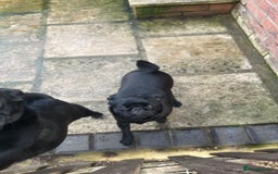 Pug dogs for sale: 2x 14month black pug bitches - Image 12