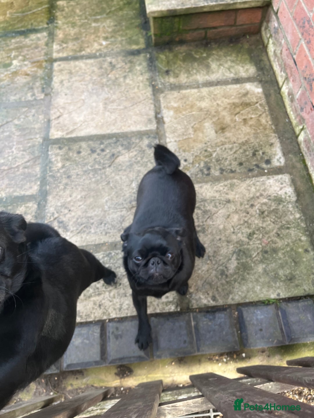Pug dogs for sale: 2x 14month black pug bitches - Image 12