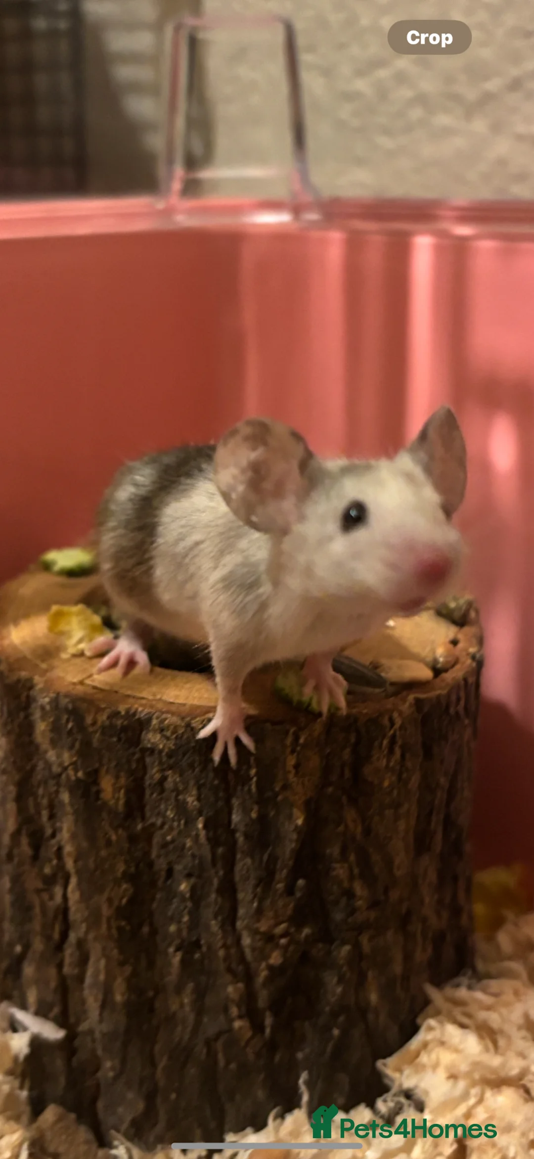 Mouse rodents for sale: 4 female mice  - Advert 2