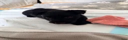 Scottish Terrier dogs for sale: The boy I wanted to keep - Advert 2