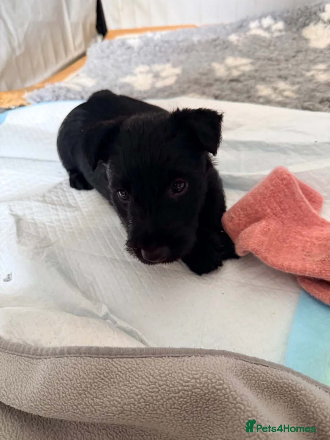 Scottish Terrier dogs for sale: The boy I wanted to keep - Advert 2