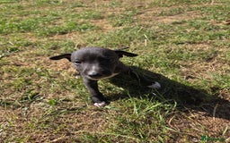 Whippet dogs for sale: 2 stunning purebred whippet ladies - Image 7