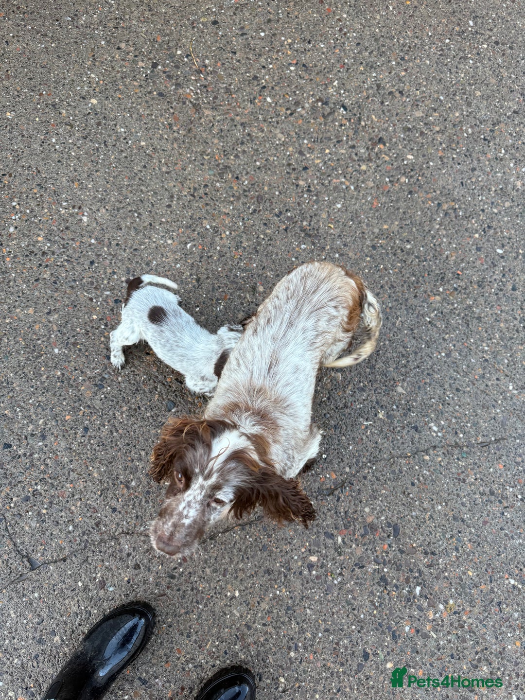 Cocker Spaniel dogs for sale: Ready Now Cocker Spaniel Male - Advert 2